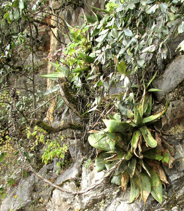 Agave Celsii