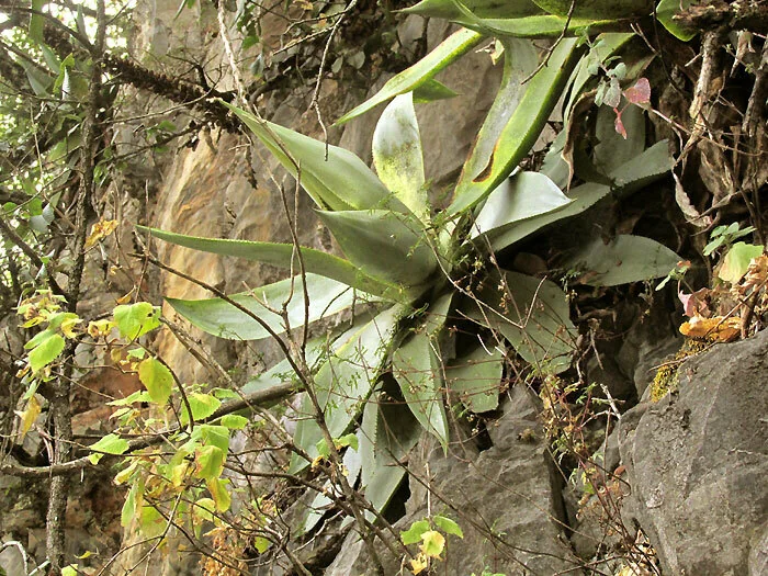 Agave Celsii