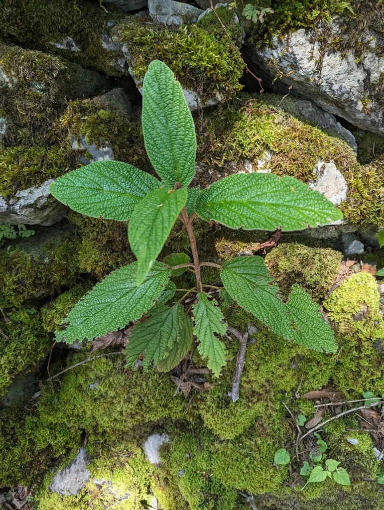 Viburnum Rhytidophyllum