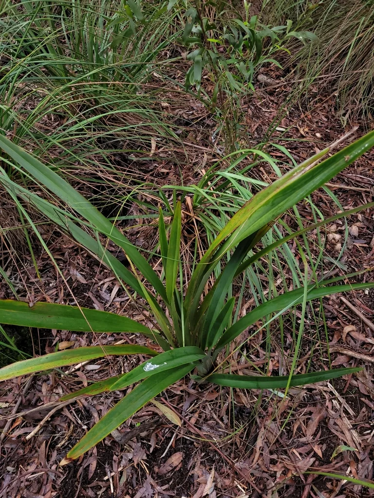 Dianella Tasmanica
