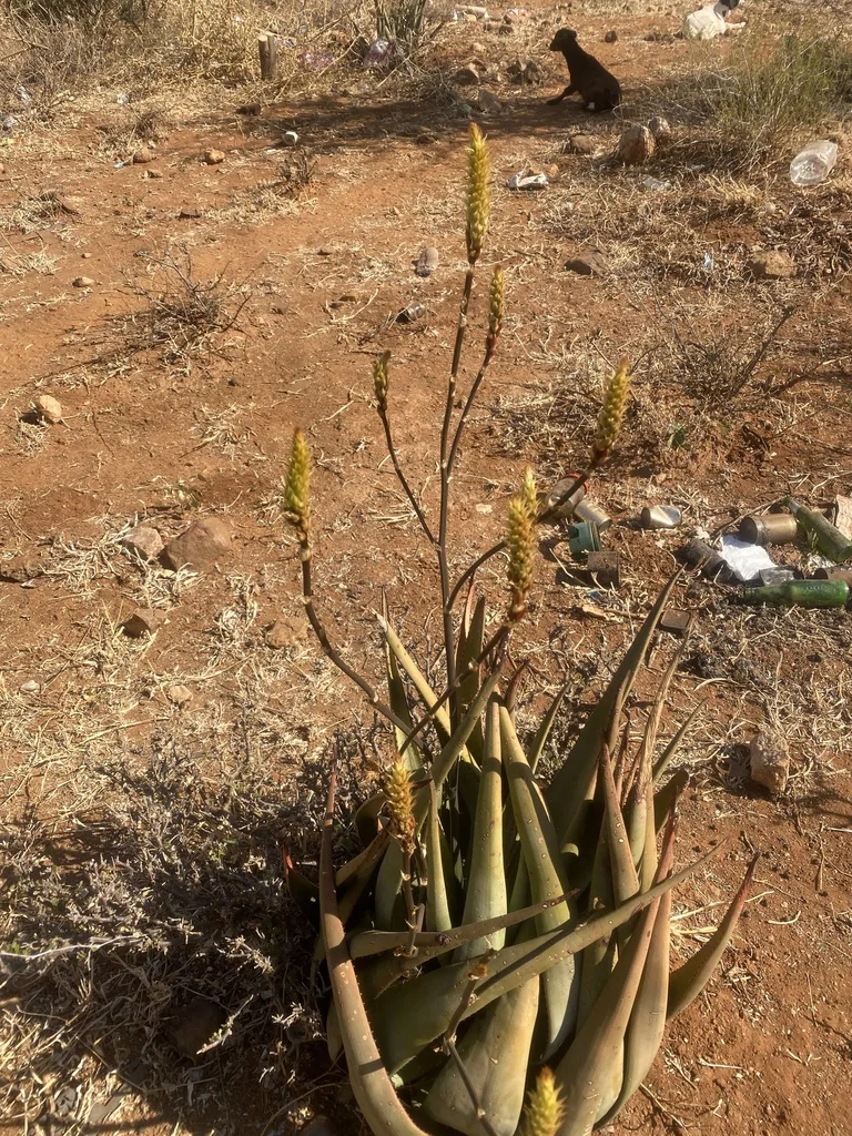 Aloe Wickensii