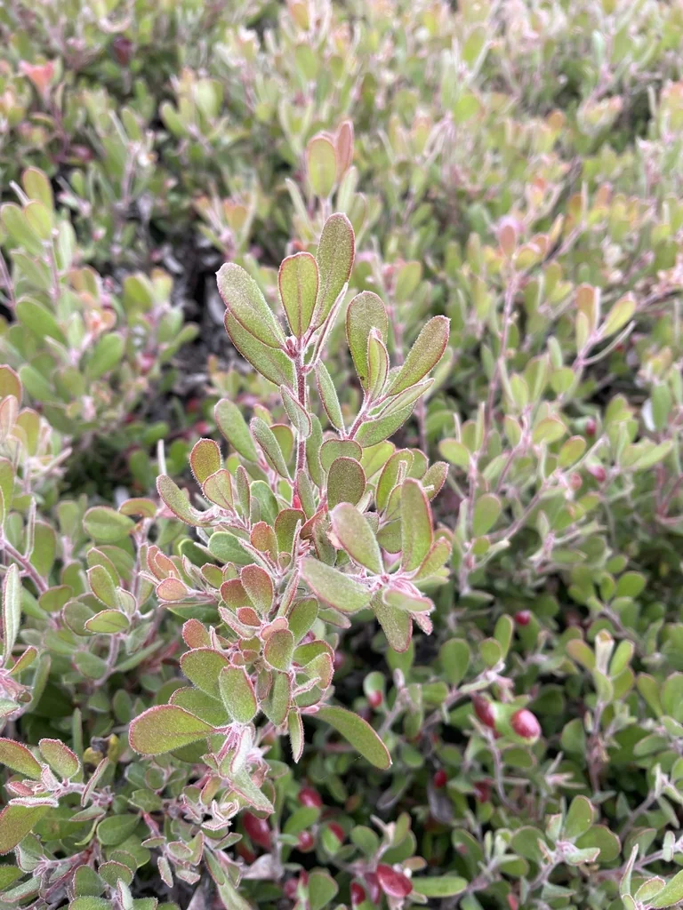 Arctostaphylos Pumila