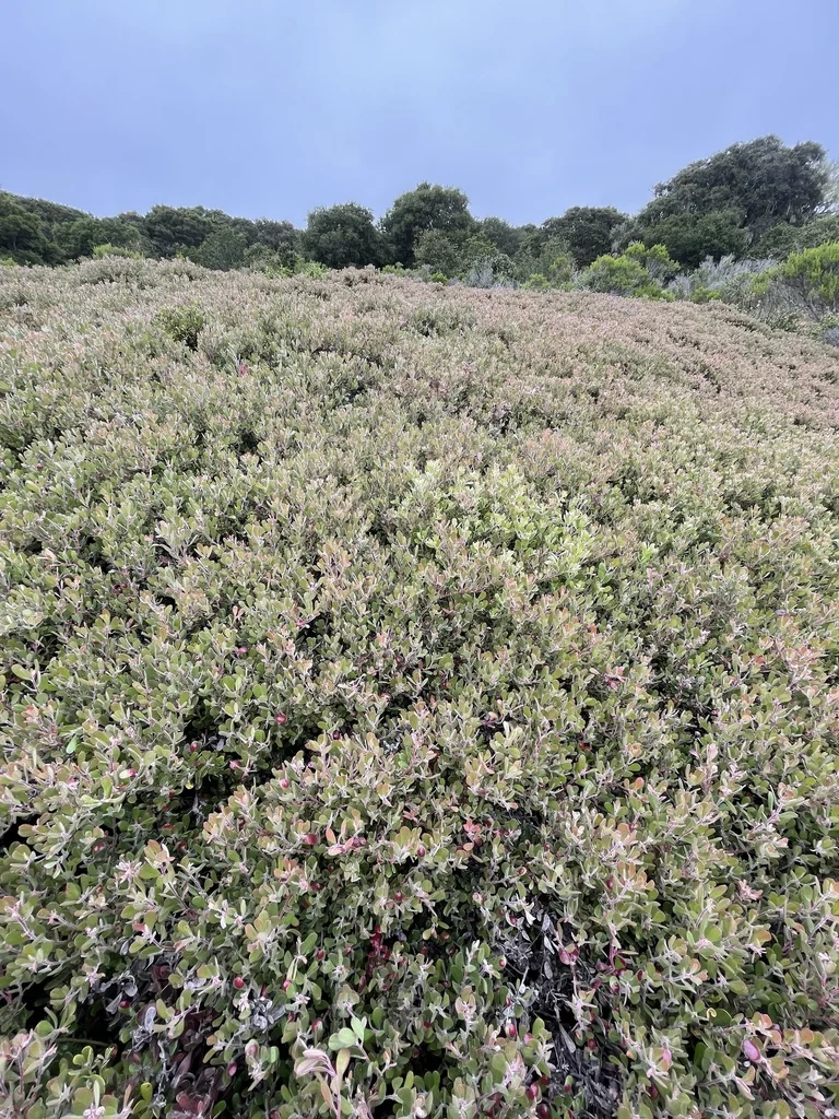 Arctostaphylos Pumila