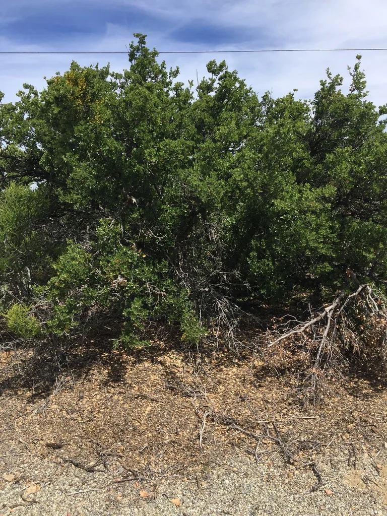 Quercus X Acutidens