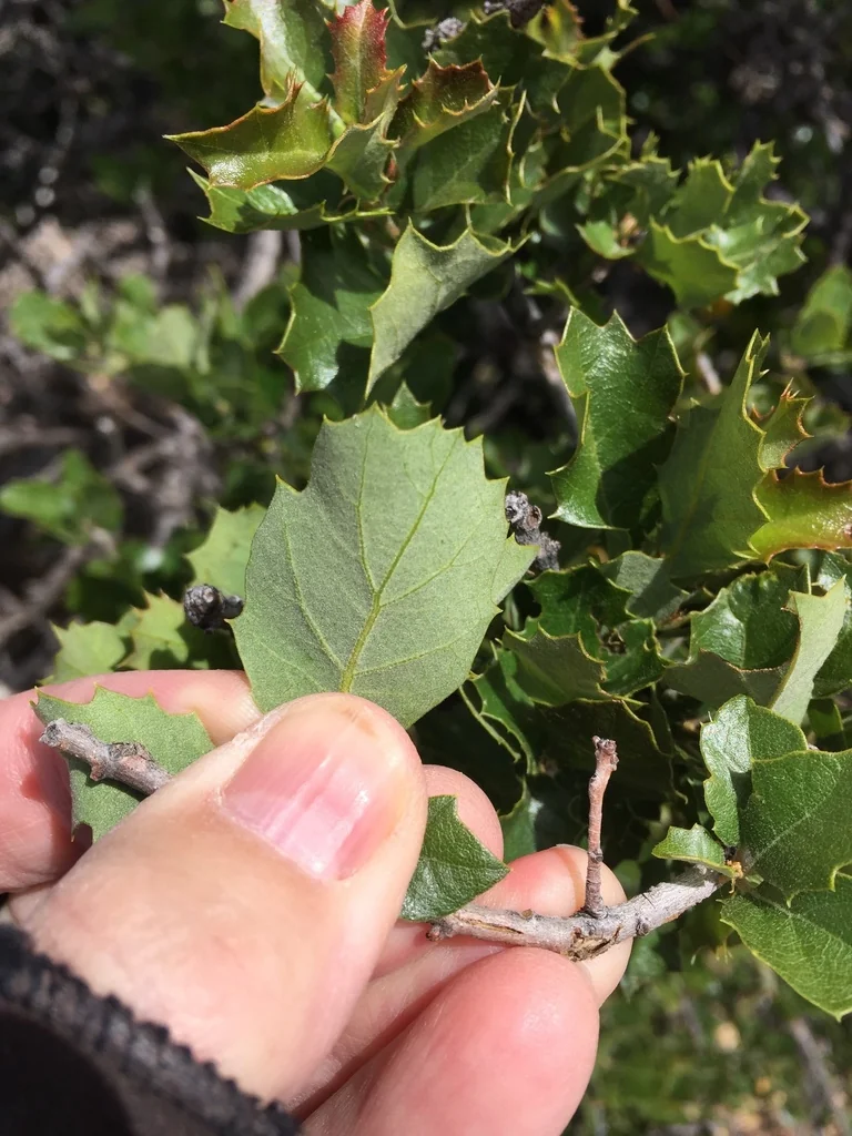 Quercus X Acutidens