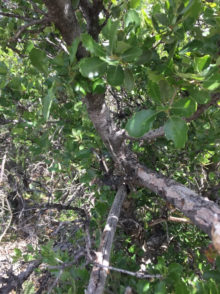 Quercus X Acutidens