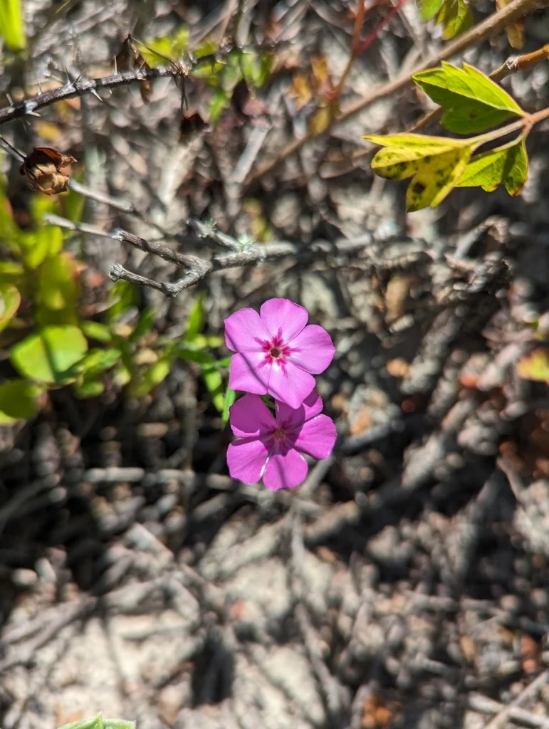 Phlox drummondii