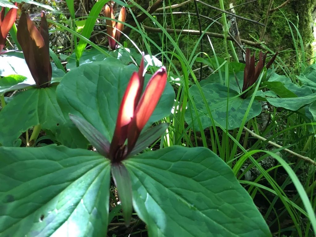 Trillium Kurabayashii