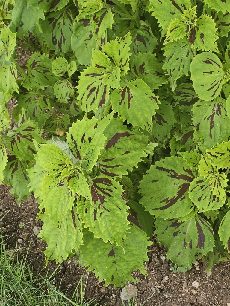 Coleus scutellarioides