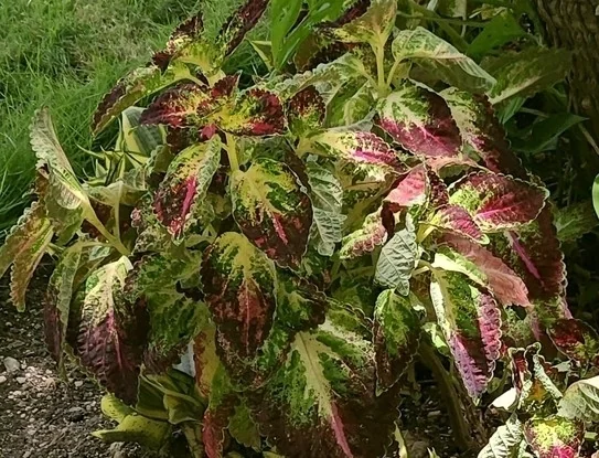 Coleus scutellarioides