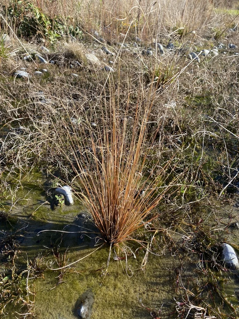 Carex Buchananii