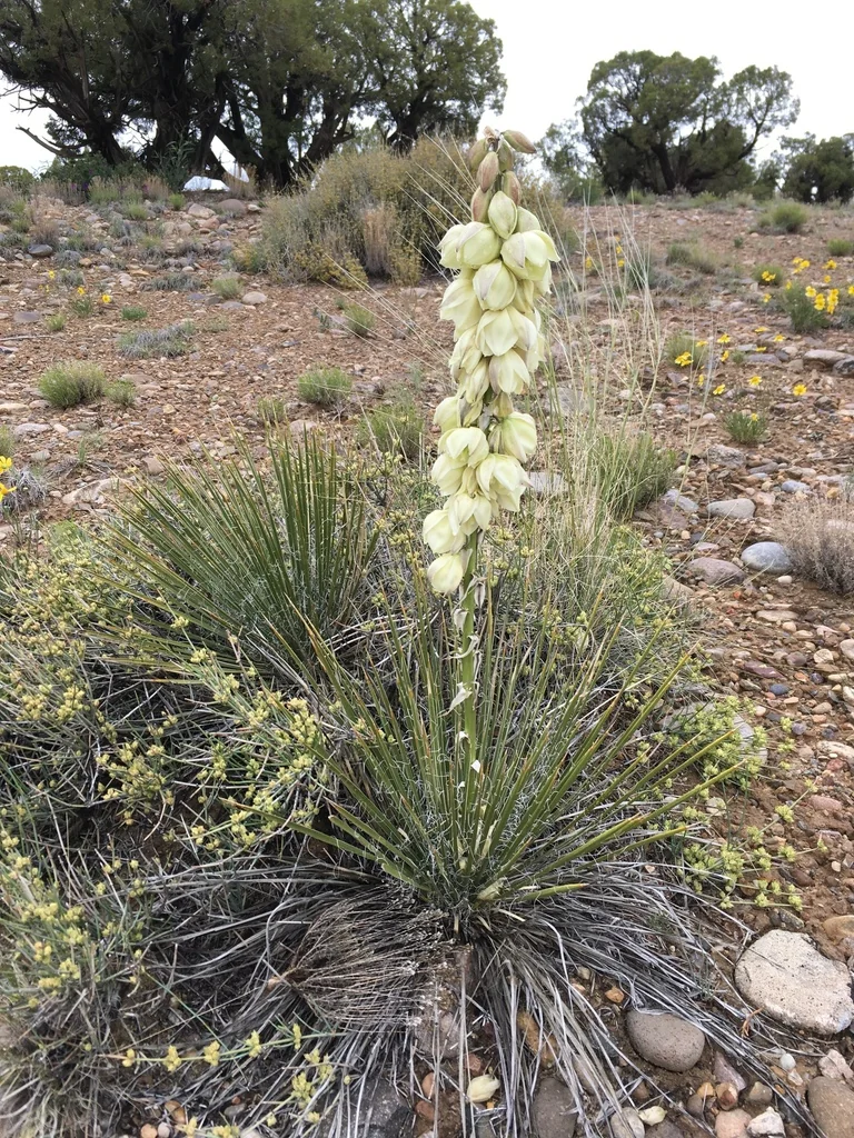 Yucca Baileyi