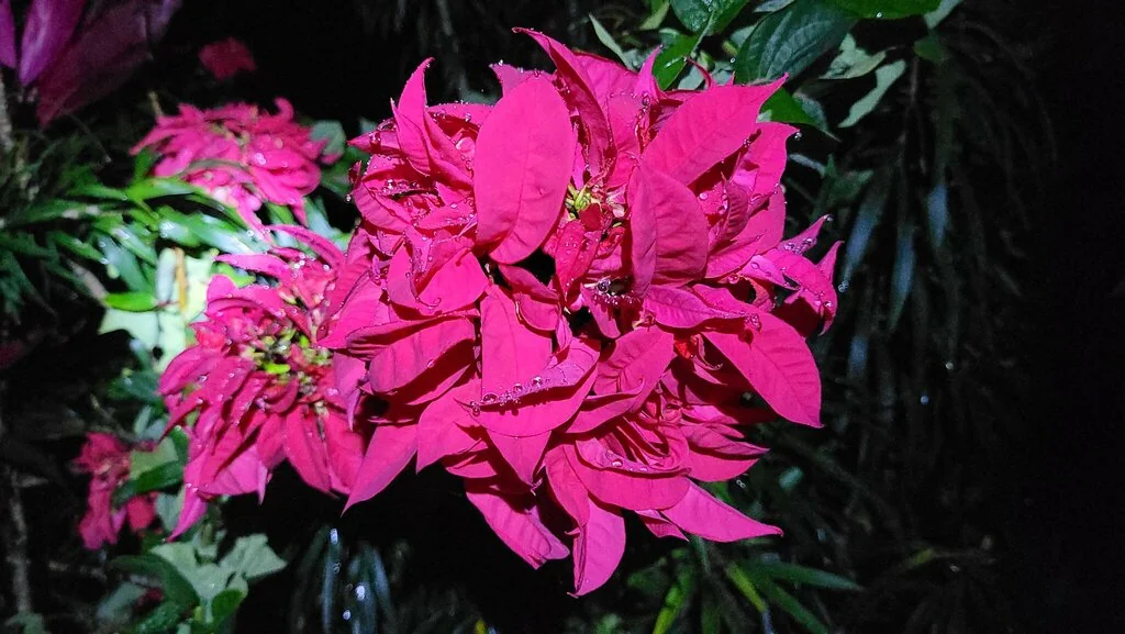 Euphorbia Pulcherrima