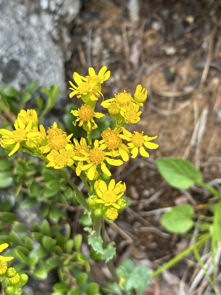 Senecio Fulgens