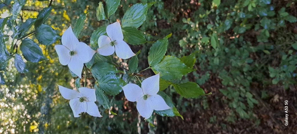 Cornus Kousa