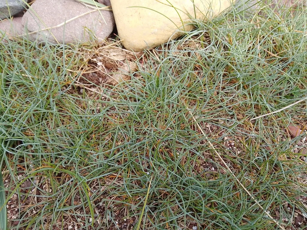 Festuca Glauca