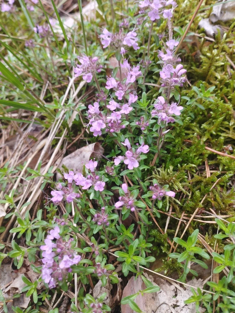 Thymus Serpyllum