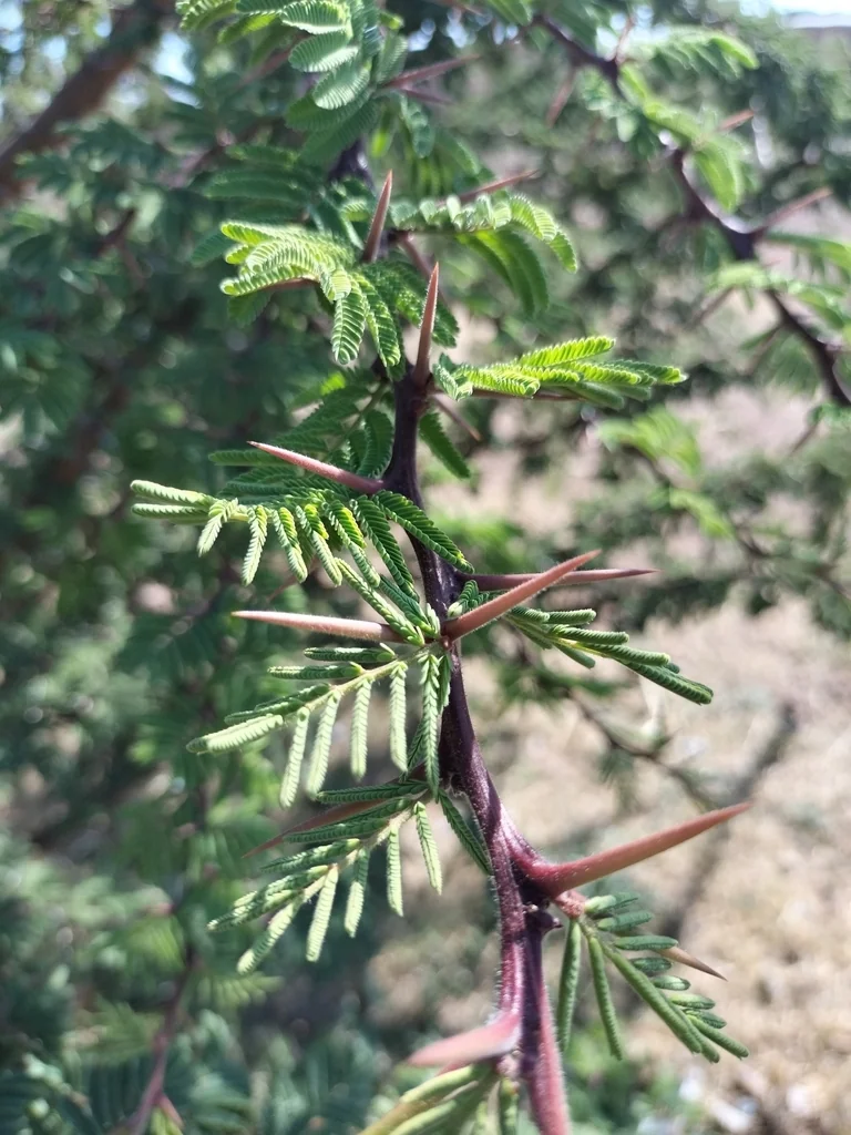 Acacia Schaffneri