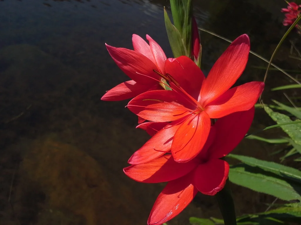 Schizostylis Coccinea