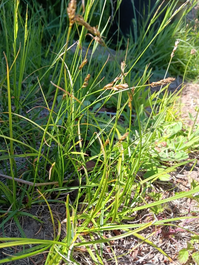 Carex Tumulicola