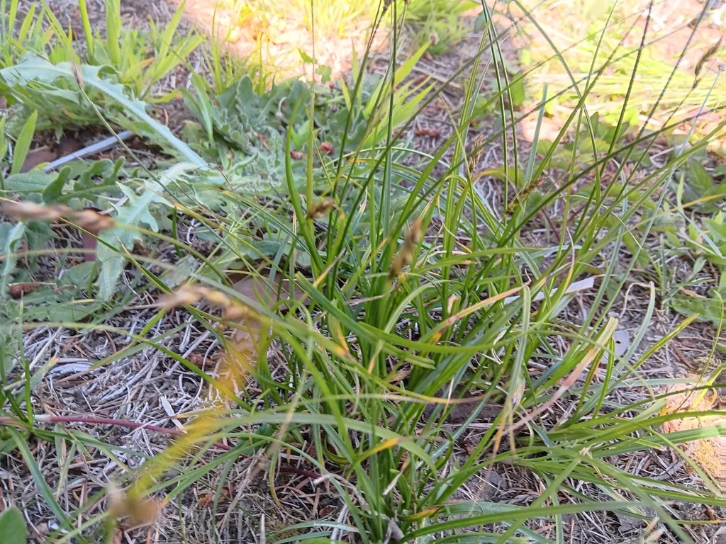 Carex Tumulicola