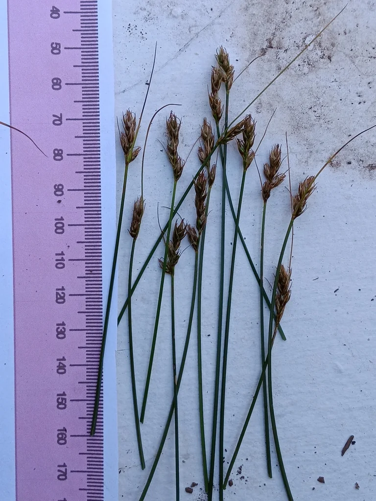 Carex Tumulicola