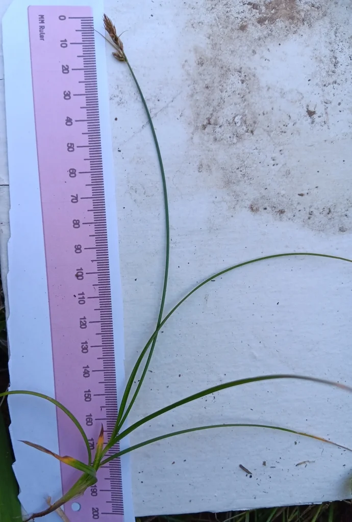 Carex Tumulicola
