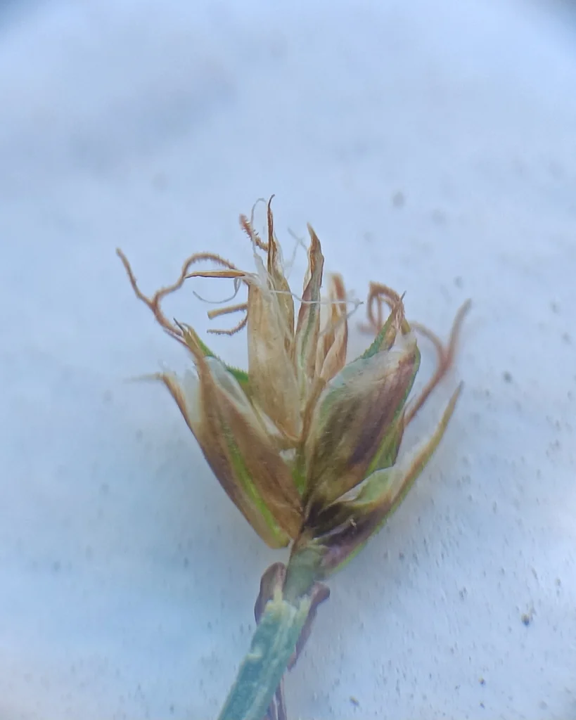 Carex Tumulicola