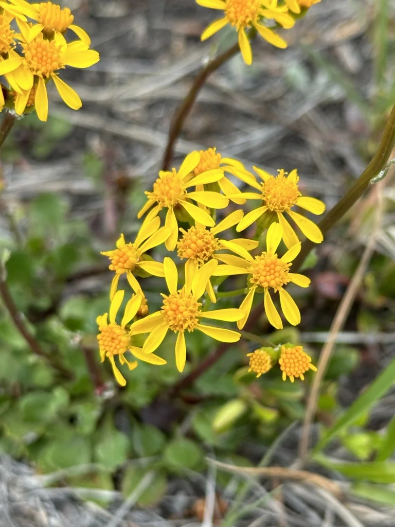 Senecio Fulgens