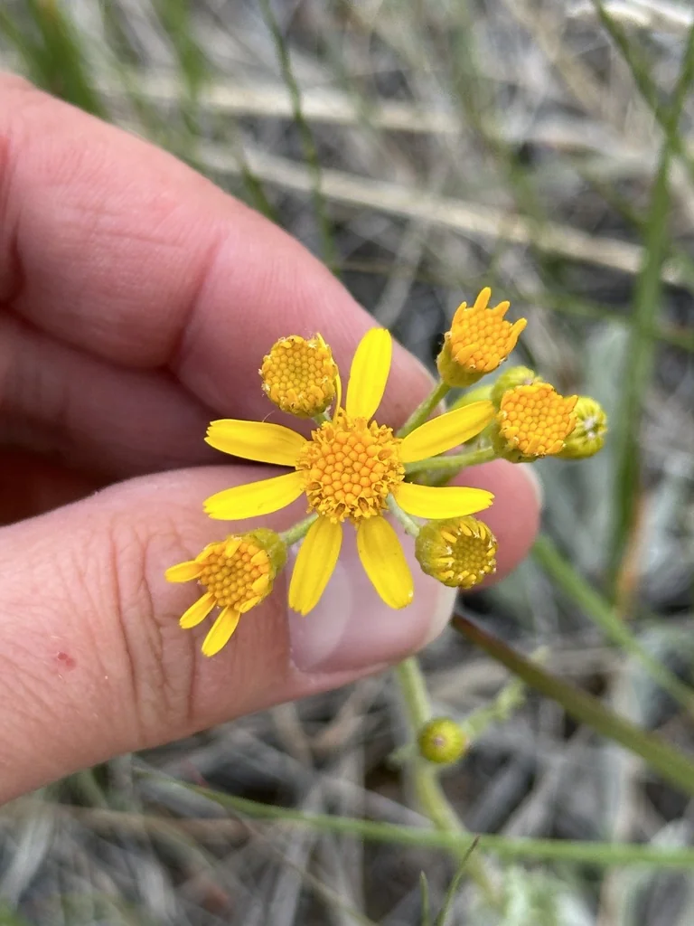 Senecio Fulgens