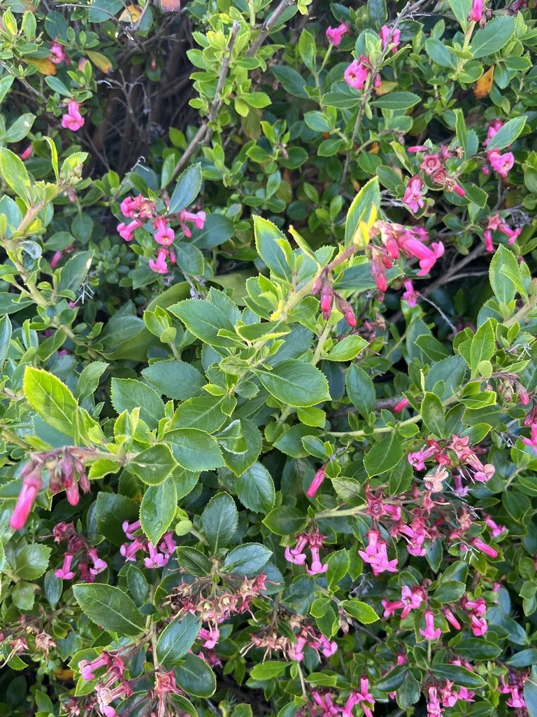 Escallonia Rubra
