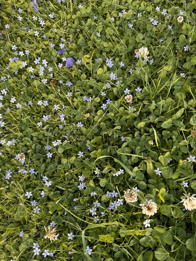 Pratia Pedunculata