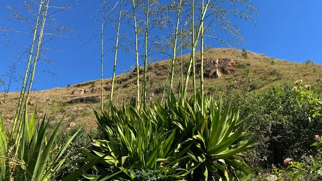 Furcraea Foetida