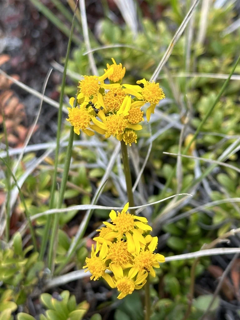 Senecio Fulgens