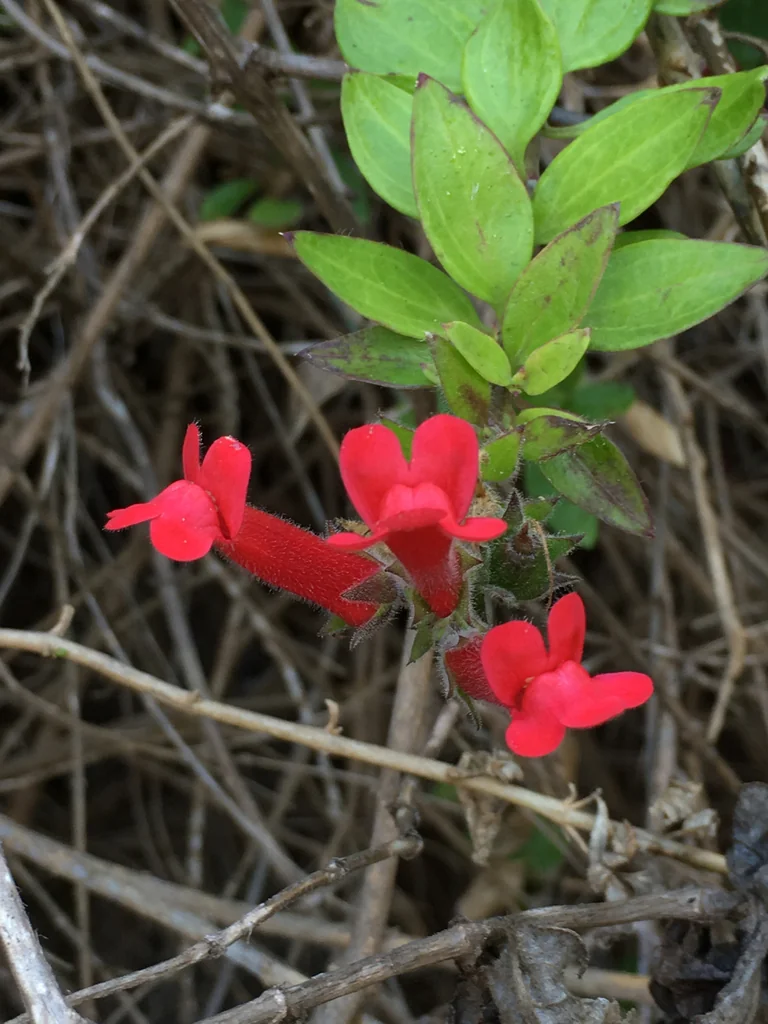Gambelia Speciosa