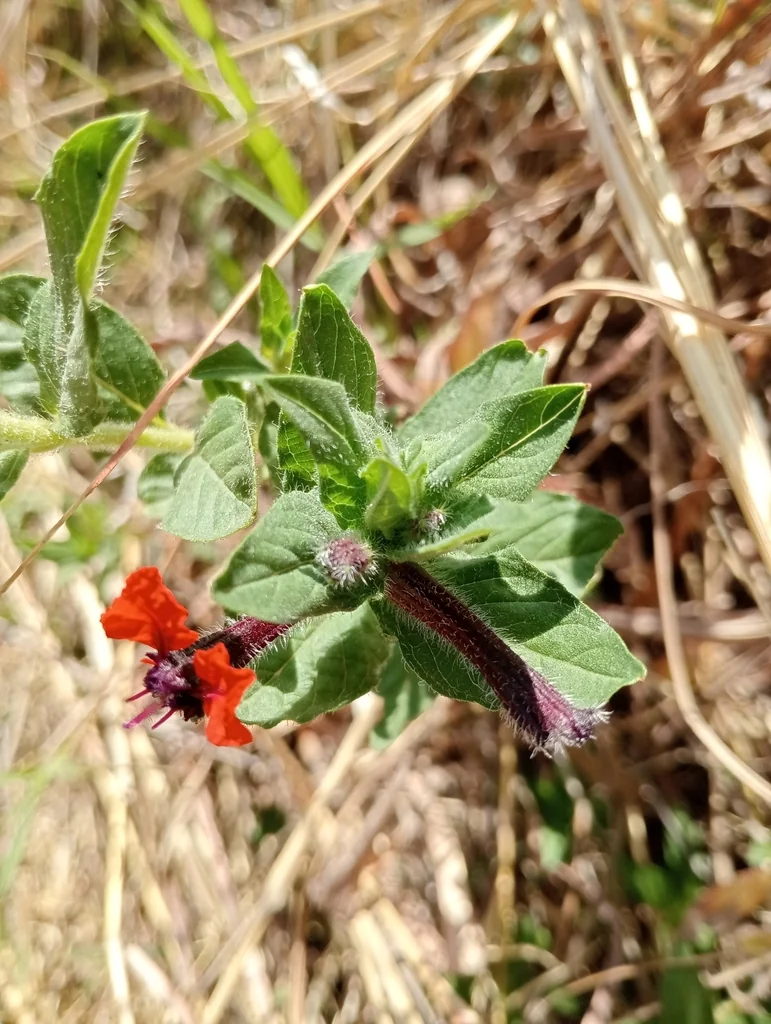 Cuphea Llavea