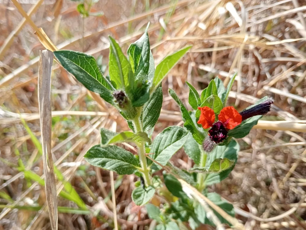 Cuphea Llavea