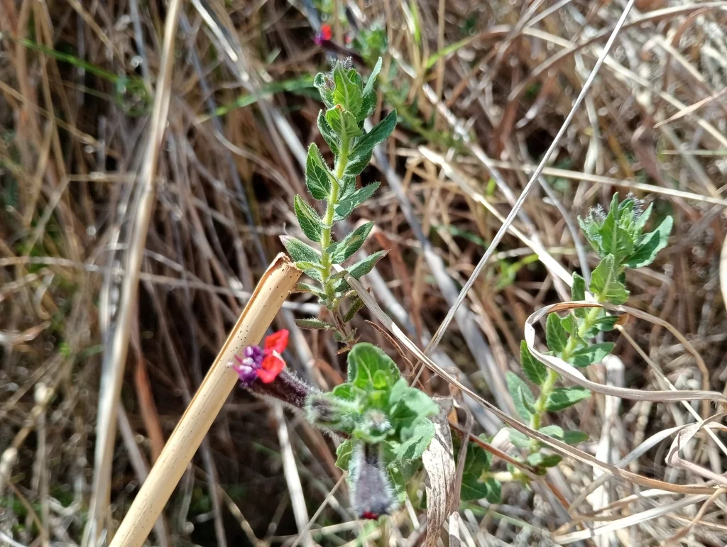 Cuphea Llavea