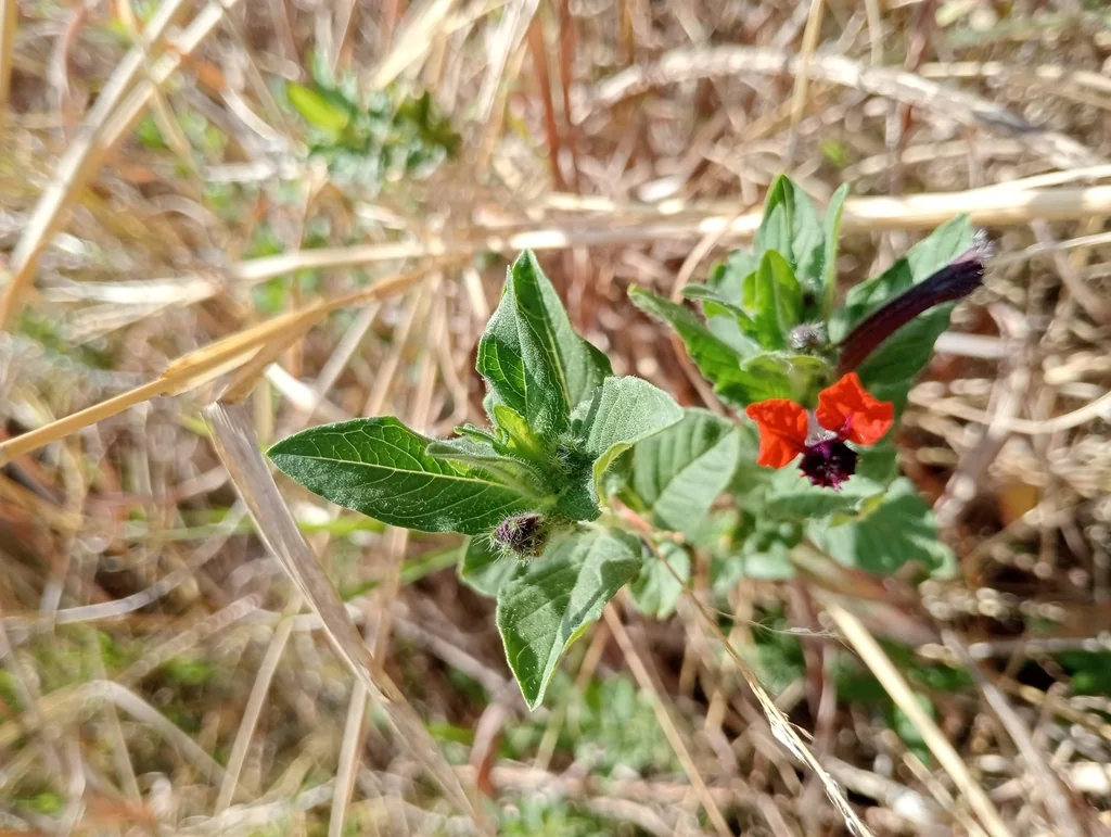 Cuphea Llavea