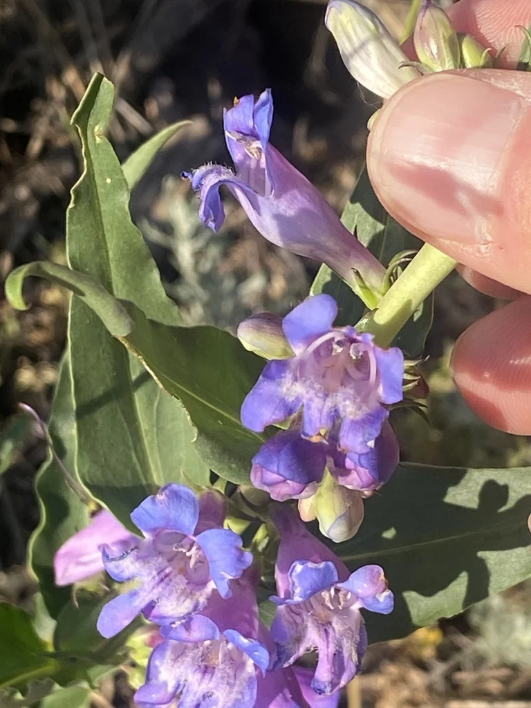 Penstemon Glaber