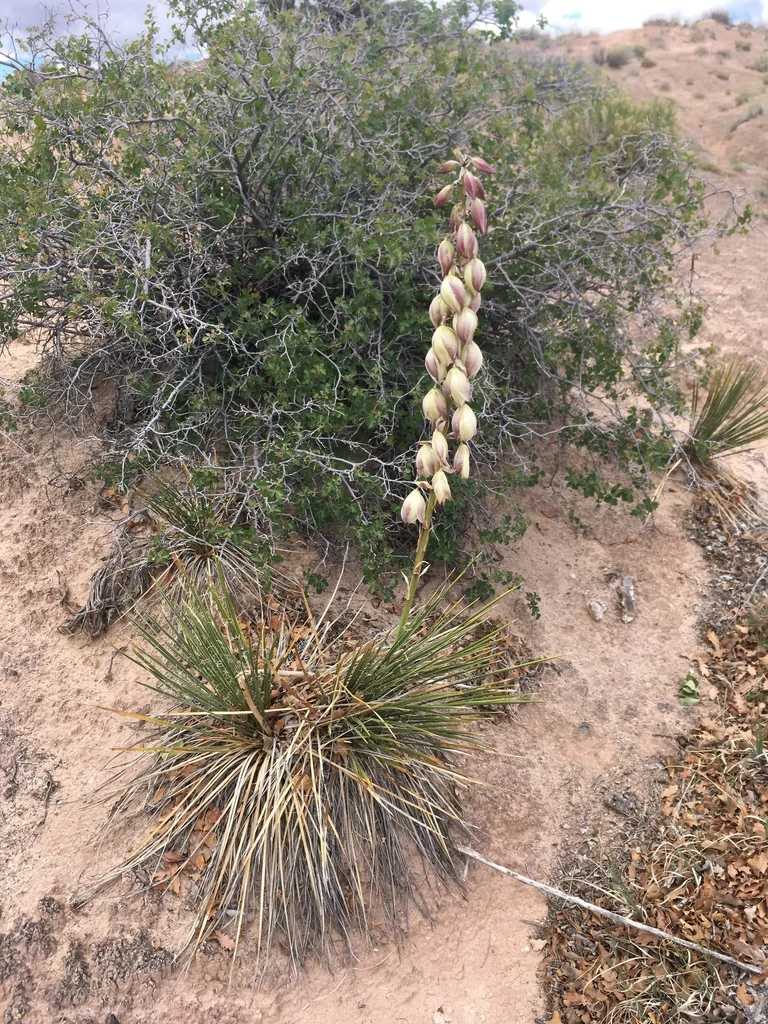 Yucca Baileyi