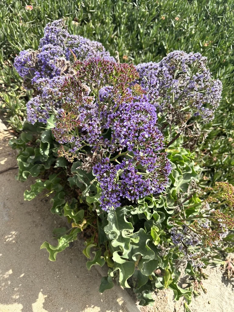 Limonium Perezii