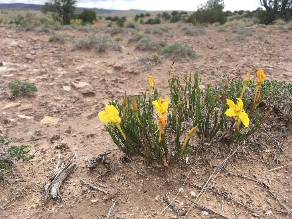Calylophus Hartwegii Var. Fendleri