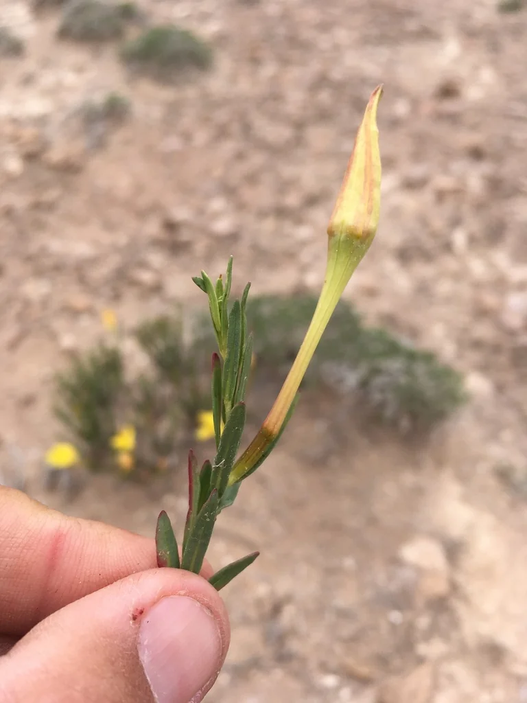 Calylophus Hartwegii Var. Fendleri