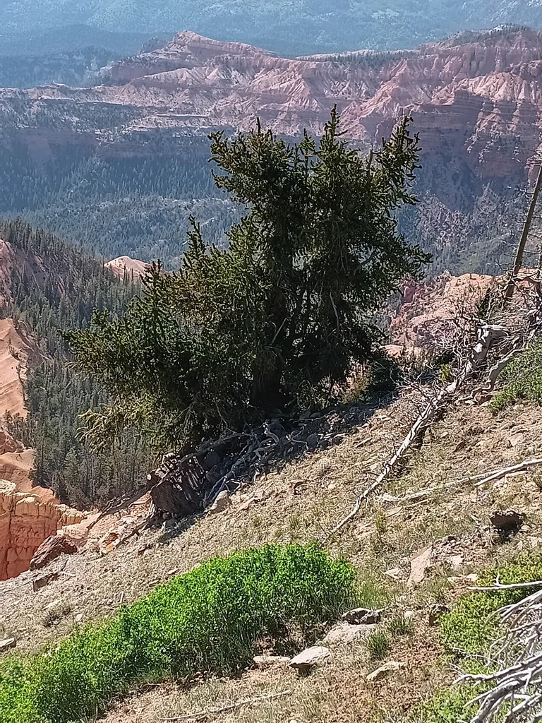 Pinus Longaeva