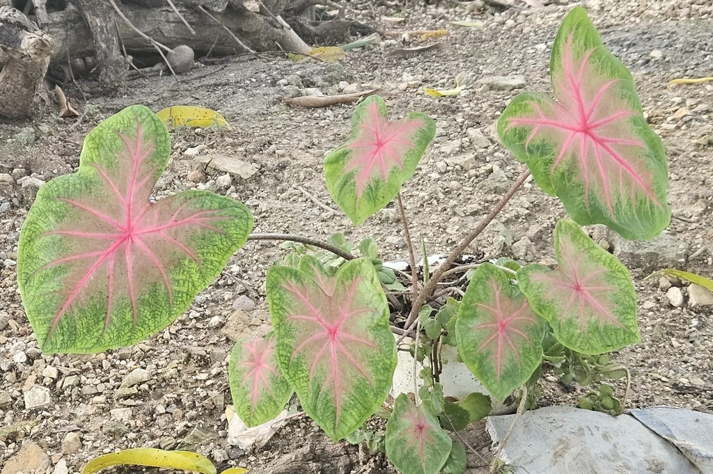 Caladium hortulanum