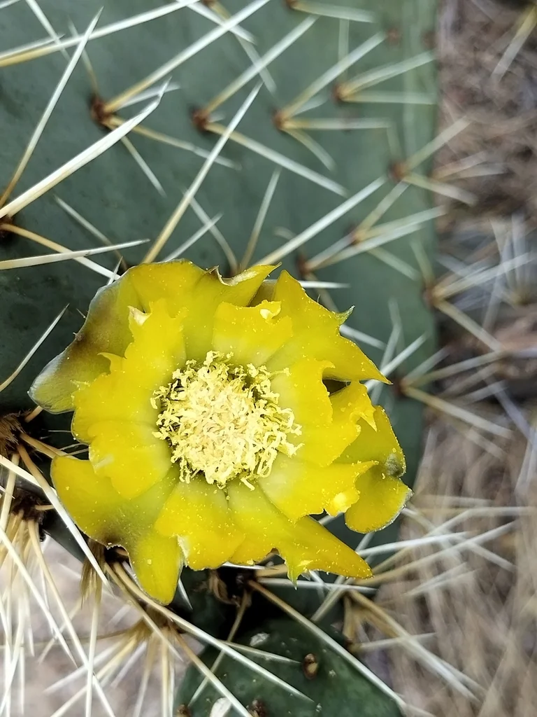 Opuntia Robusta