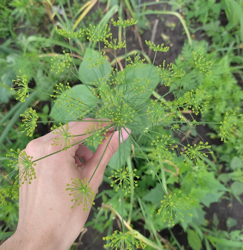 Anethum Graveolens