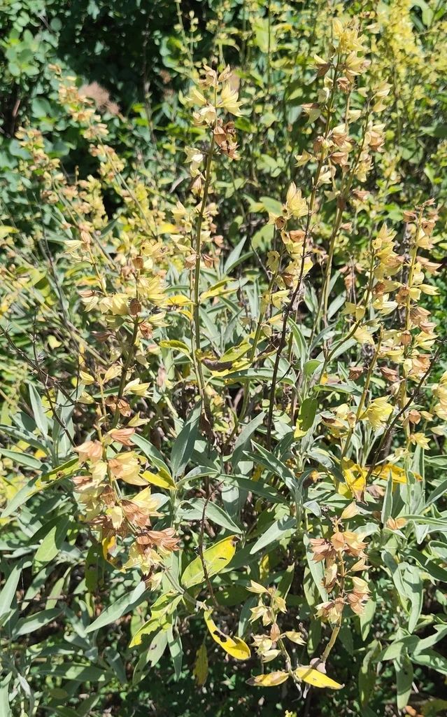 Salvia Officinalis