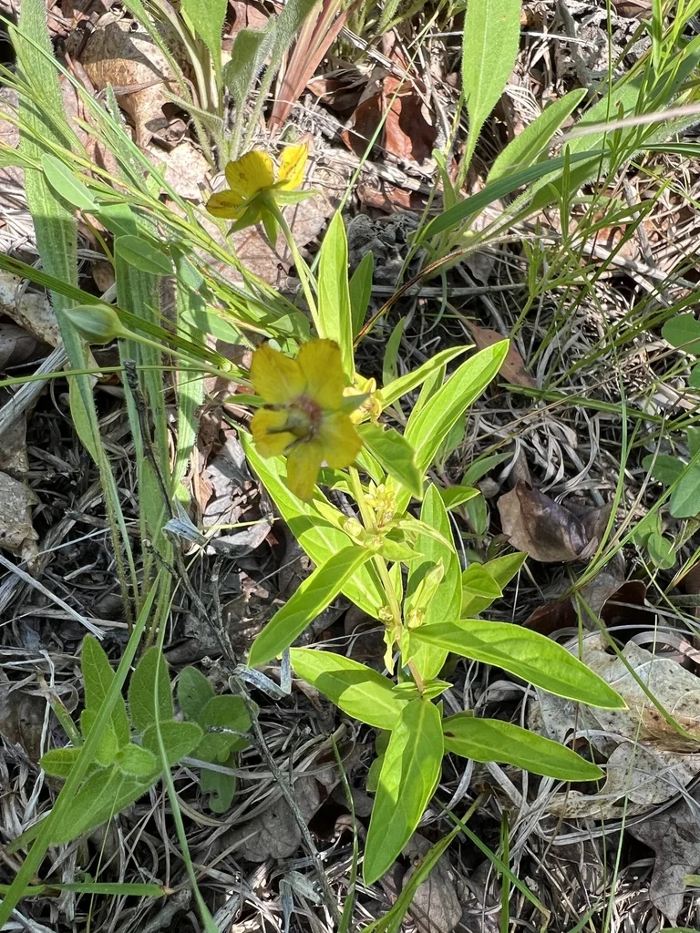 Lysimachia Lanceolata